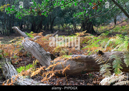 Woodland Szene mit uralten Eichen- und Buchenwäldern, Leben und Wohnen in der neuen Wald gefallen Stockfoto