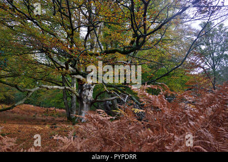 Woodland Szene mit uralten Eichen- und Buchenwäldern, Leben und Wohnen in der neuen Wald gefallen Stockfoto