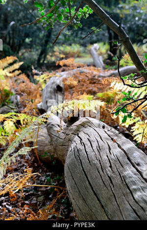 Woodland Szene mit uralten Eichen- und Buchenwäldern, Leben und Wohnen in der neuen Wald gefallen Stockfoto