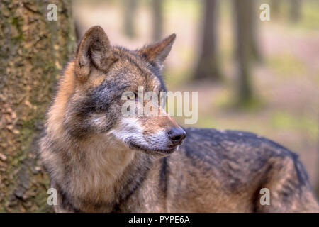 Europäische Wolf (Canis lupus) Seitenansicht im natürlichen Lebensraum Wald auf Seite Stockfoto