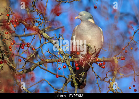 Ringeltaube (Columba palumbus) im Baum gehockt während der Fütterung auf Beeren. Viele Bewohner Vögel Futter auf berry Bäume Winter zu überleben. Stockfoto