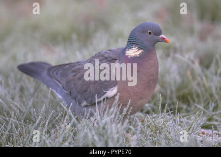 Ringeltaube (Columba palumbus) frontalen Ansicht von einem Vogel Futter im frostigen Gras mit Rime Stockfoto
