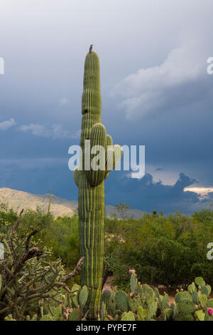 Eine junge Saguaro (Carnegiea gigantea) in der Sonora Wüste, mit ein paar Waffen und Nest Löcher. Tucson Stockfoto