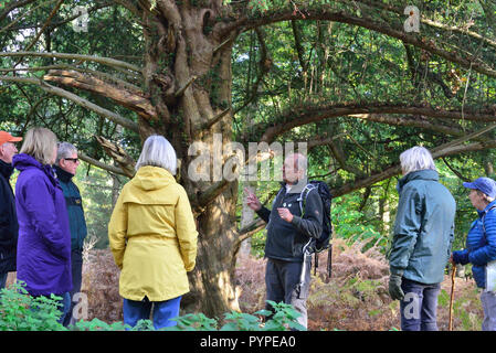 Offizielle Guide auf der New Forest National Park wandern - Festival erklären die alten Eibe für Wanderer auf dem Weg nach Exeter Moor Stockfoto