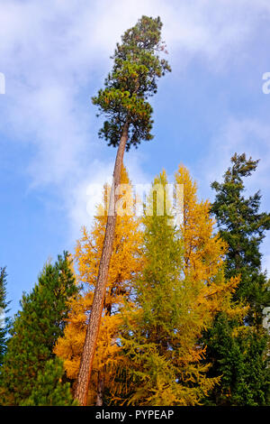 Eine Mischung aus Westlichen Lärchen, Larix occidentalis, und Ponderosa Pinien im Deschutes National Forest in Oregon. Große Bäume dreht sich Gold in t Stockfoto