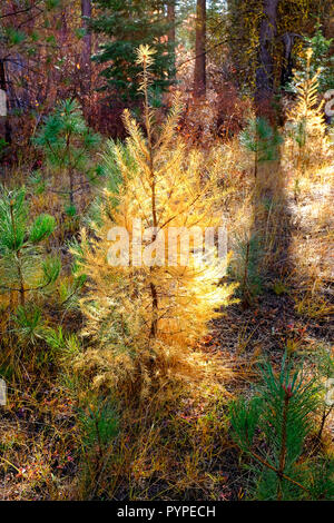 Ein junger Baum der westlichen Lärche, larix occidentalis, wächst unter eine Gruppe junger Ponderosa Pinien. Lärchen biegen Sie Gold im Herbst kurz vor losi Stockfoto