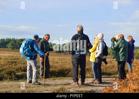 Offizielle Guide auf der New Forest National Park wandern - Festival erklären die Heide auf Whitefield Moor zu Wanderern auf Tour zu Fuß Stockfoto