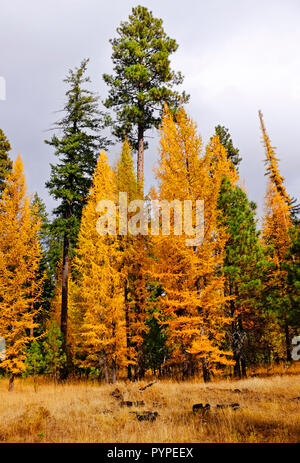 Western Lärchen, Larix occidentalis, drehen Sie Gold im Herbst, kurz bevor ihre Nadeln verlieren für den Winter. Sie sind die einzige immergrüner Baum, Stockfoto