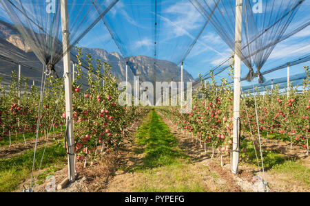 Intensive Obst- oder Obstgarten mit Crop Protection Nets in Südtirol, Italien. Apple Orchard rosa Sorte 'Lady'. Die Zeit der Ernte Stockfoto