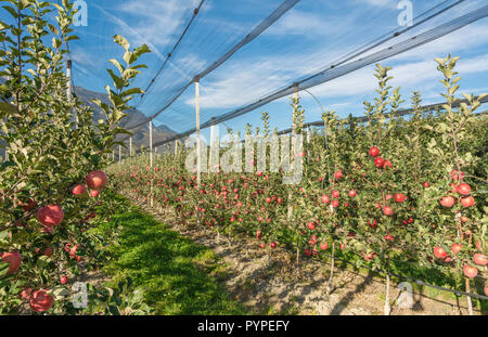 Intensive Obst- oder Obstgarten mit Crop Protection Nets in Südtirol, Italien. Apple Orchard rosa Sorte 'Lady'. Die Zeit der Ernte Stockfoto