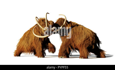 Woolly mammoth Bullen kämpfen, prähistorische Eiszeit Säugetiere mit Schatten isoliert auf weißem Hintergrund (3D-Rendering) Stockfoto