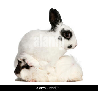 Dalmatiner Kaninchen, 2 Monate alt, und ein Abessinier Meerschweinchen Cavia porcellus, vor weißem Hintergrund sitzen Stockfoto