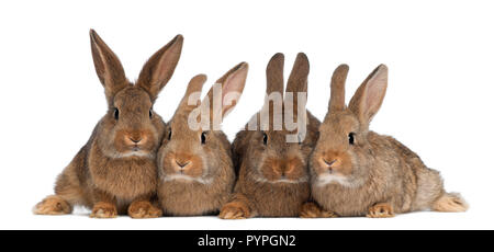 Vier Kaninchen vor weißem Hintergrund Stockfoto