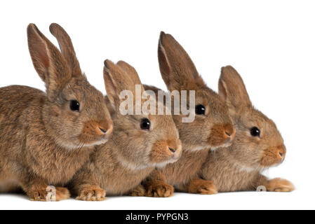Vier Kaninchen vor weißem Hintergrund Stockfoto