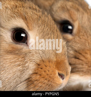 Close-up von zwei Kaninchen Köpfe Stockfoto
