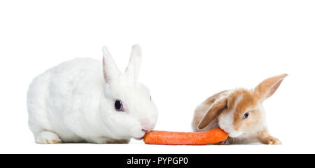 Kaninchen essen eine Karotte Stockfoto