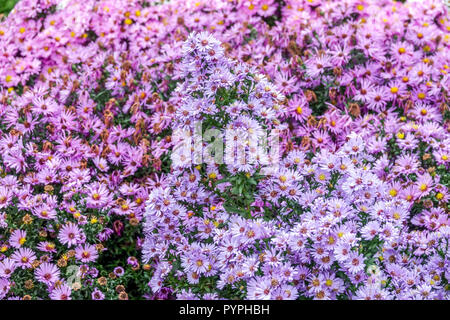 New York, Symphyotrichum Aster novi-belgii ' Stockfoto