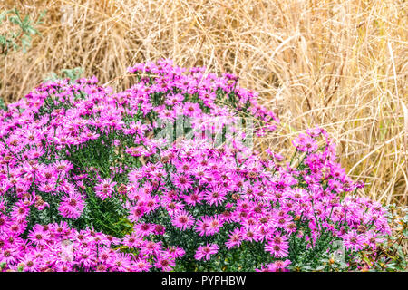 New York Aster, Symphyotrichum novi-belgii ' Michaelmas Gänseblümchen Stockfoto