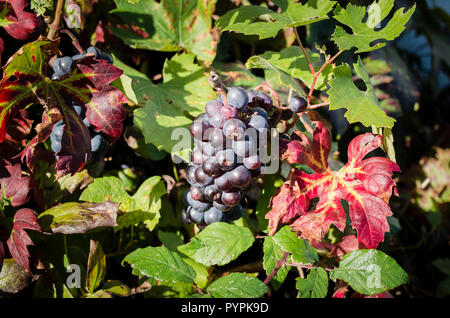 Schwarze Trauben neben einem süd-östlich Wand in einem Englischen Garten im Oktober in Großbritannien wachsende Reife