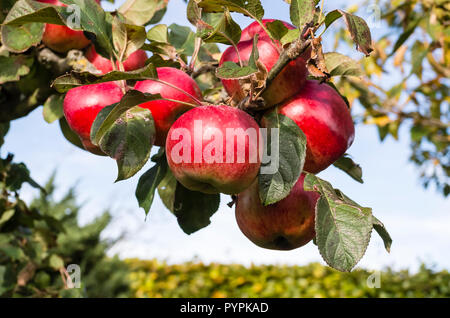 Vollreife Äpfel auf einem Baum. Sorte Malus Domestica Howgate Wunder im Oktober in Großbritannien Stockfoto