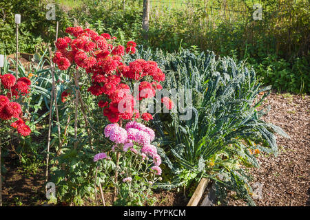 Spray Chrysanthemen wachsen in einem Gemüsebeet zum Schneiden im Herbst in Großbritannien Stockfoto