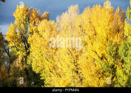 Schwarze Pappel, Populus nigra, Herbst Laub, am Ufer der Donau, Österreich Stockfoto