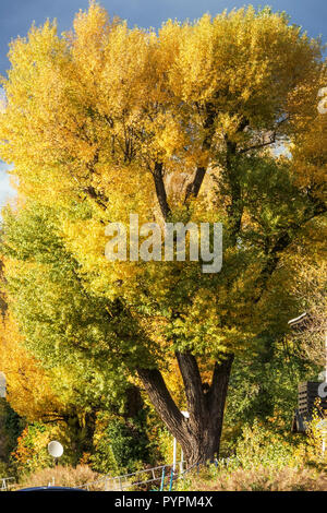 Schwarzer Pappel Baum, Populus nigra Baum, Herbstlaub, Österreich Herbstfarben Stockfoto