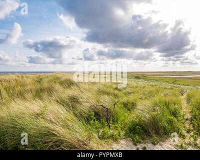 Blick von boschplaat mit Salzwiesen und Dünen auf Terschelling Insel Wattenmeer bei Ebbe von Wattenmeer, Niederlande Stockfoto