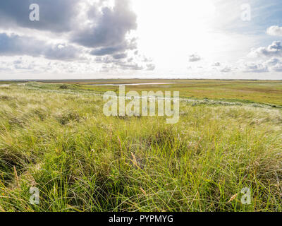 Naturschutzgebiet Landschaft mit Salzwiesen und Dünen, Boschplaat auf friesischen Insel Terschelling, Niederlande Stockfoto