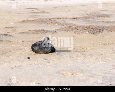 Männliche gemeinsame scoter, Melanitta nigra, im Sand der Boschplaat Strand sitzen auf der Insel Terschelling, Niederlande Stockfoto