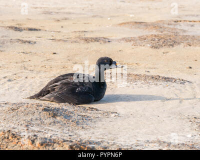 Männliche gemeinsame scoter, Melanitta nigra, im Sand der Boschplaat Strand sitzen auf der Insel Terschelling, Niederlande Stockfoto