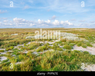 Salzwiesen mit Gräsern und Meer Lavendel im Naturschutzgebiet Boschplaat auf friesischen Insel Terschelling, Niederlande Stockfoto