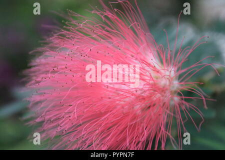 Calliandra surinamensis, rosa Puderbauch, C. surinamensis, wunderschöne blühende Pflanzen, die im Blumengarten wachsen. Stockfoto