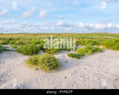 Europäischen searocket, Cakile maritima, wächst an Strand und Salzwiesen im Naturschutzgebiet Boschplaat auf friesischen Insel Terschelling, Niederlande Stockfoto