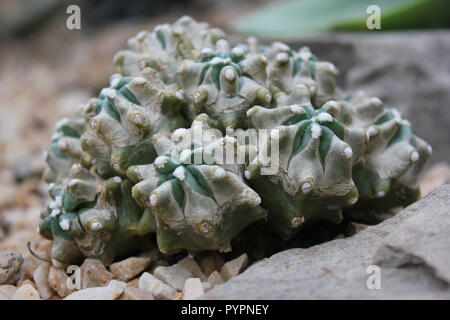 Auf der sonnigen Wiese wuchs die Wuchswüstenpflanze Ephorbia lactea forma cristata, elkhorn. Stockfoto