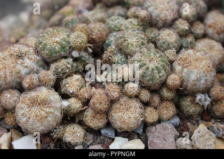 Geclusterter Sulcor, rebutia pulchra, Kaktuswüstenpflanze, die auf der Wiese wächst. Stockfoto