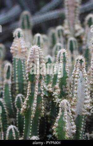 Hohe längliche und grüne Wüstenkaktuspflanze und auch eine gewöhnliche Hauspflanze. Stockfoto