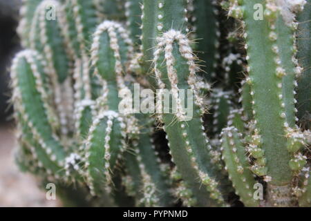 Hohe längliche und grüne Wüstenkaktuspflanze und auch eine gewöhnliche Hauspflanze. Stockfoto