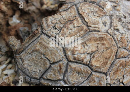 Dioscorea elephantipes, Elefantenfuß, Pottentotbrot, dioscorea mexicana, Testudinaria elephantipes Wüstenpflanze, die im Wüstengarten wächst. Stockfoto