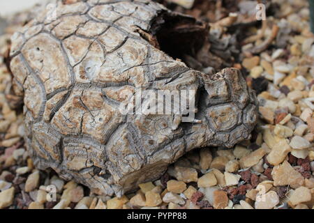 Dioscorea elephantipes, Elefantenfuß, Pottentotbrot, dioscorea mexicana, Testudinaria elephantipes Wüstenpflanze, die im Wüstengarten wächst. Stockfoto