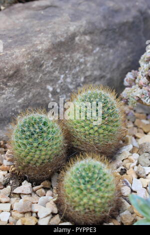 Cluster von Baby mexikanischen Mammillaria geminispina, zwei stacheligen Kaktus, blühende Wüstenpflanze wächst auf der Wiese. Stockfoto