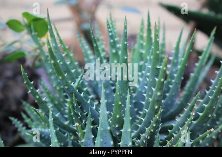 aloe vera auf gesicht Himalaya Aloe Vera Feuchtigkeitsgel Gesicht & Körper main image 0