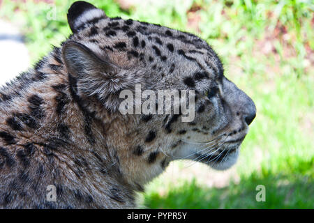 Granby Quebec, Eastern Townships, Amur, Leopard, Amur Leopard, gefährdete Arten Stockfoto