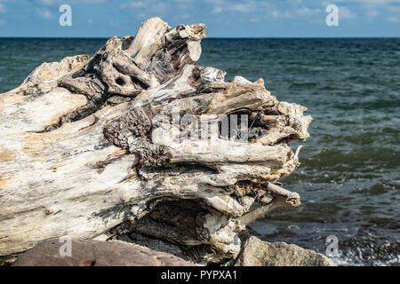 Malerische alte Baumstamm gewaschen an Land am Strand in Sassnitz Rügen Stockfoto