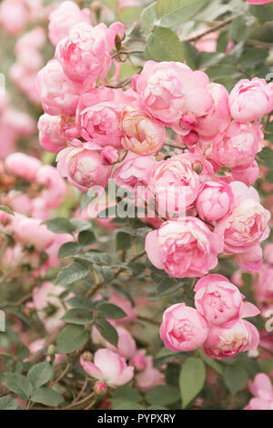 Sanfte rosa Rosen blühen Stockfoto