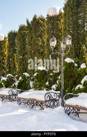 Immergrüne Hecke von Säulig Thuja occidentalis im verschneiten Hof, im Winter. Landschaftsbau, Gartenbau Dienstleistungen Stockfoto
