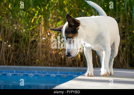 Jack Russell Terrier Hund entlang Kante ist ein Pool an einem sonnigen Tag. Stockfoto