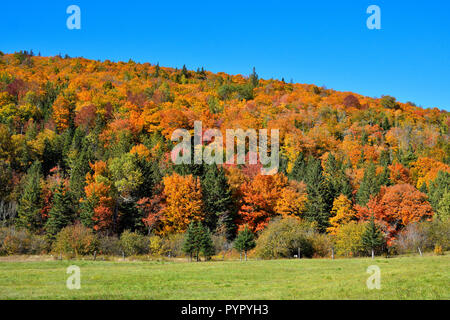 Im Herbst bunte Blätter der Laubwald leuchten hell auf dem Hügel in der Nähe des ländlichen Sussex New Brunswick Kanada. Stockfoto