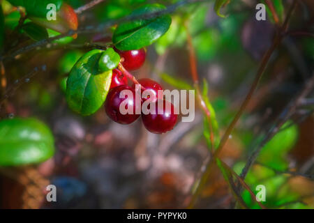 Reife Preiselbeeren close-up im Wald im Spätsommer natürlichen Hintergrund Stockfoto