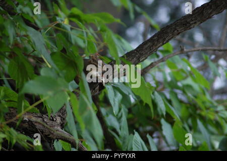 Chipmunk Entspannen auf einem Ast durch Blätter umgeben Stockfoto